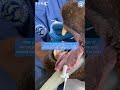 Life-changing bear dental surgery in action! #animalrescue #bears #veterinary #vets