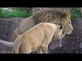 ライオン💗メス２頭がガオウにアプローチ【天王寺動物園】