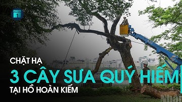 Chặt hạ 3 cây sưa quý hiếm chết khô tại hồ Hoàn Kiếm | VTC1