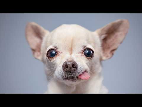 An Old Woman Lost Everything… Then a Cat Walked Into Her Life