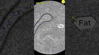 Oreo Under The Microscope Tulo - Microscope