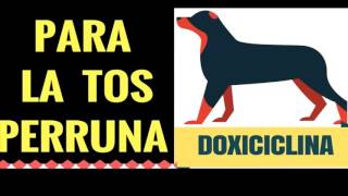 Cómo curar la tos seca del perro