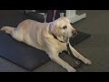 How can my dog lose weight?