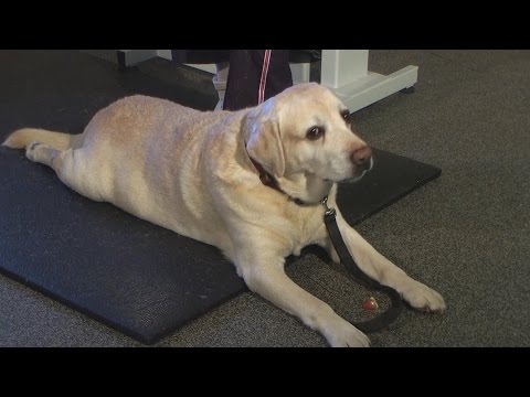 Research Has Shown Getting your dog Might Help Drive Weight Reduction