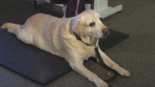 How can my dog lose weight?