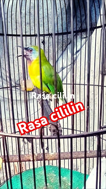 kinoi isian cililin.