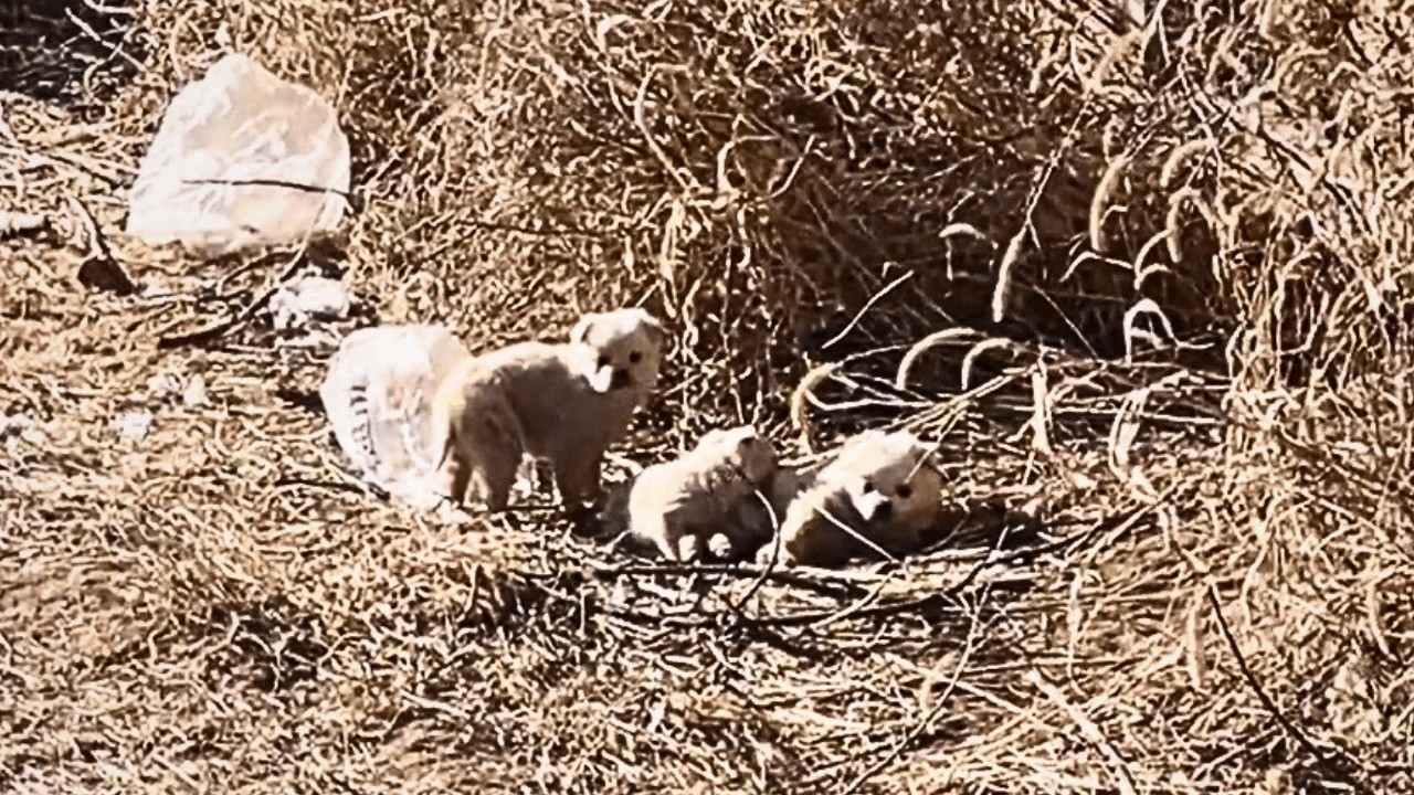 Я спас худую бездомную собаку от злых псов — она искала еду для своих страдающих щенков.