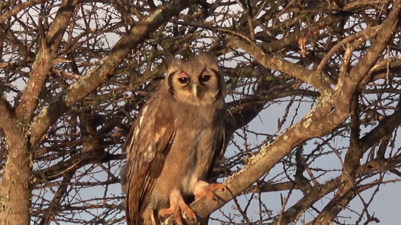 owls of amboseli kenya