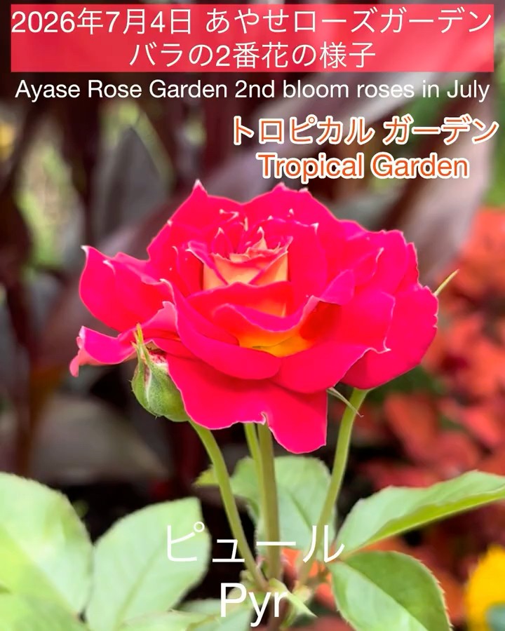 July 4, 2026 Ayase Rose Garden: Second Flush Roses] Pur etc. - YouTube