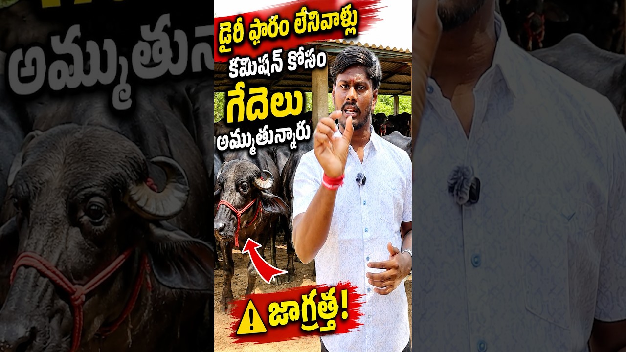 వర్షాకాలంలో ఆంధ్ర లో గేదెలు ధరలు?#agriculture #farming #calfs #andhrafarmers #calves #cowcalf