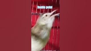 Bikin Prenjak klik klik/ ciwah ombyokan cepat bunyi gacor koar koar #shortsvideo #shortvideo