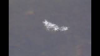 River Biomes: Essential and Endangered (DiscoveryED upload)