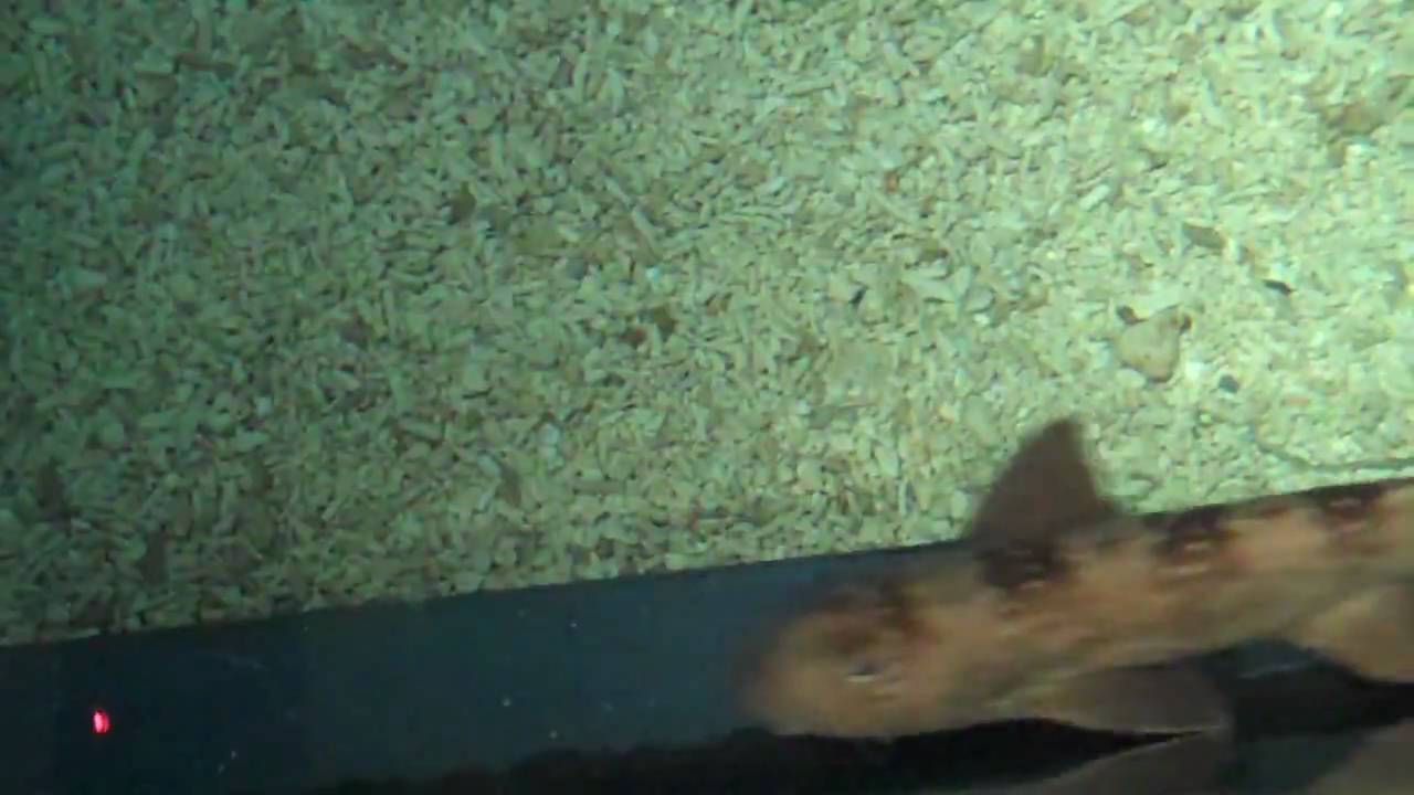 Banded Cat Sharks (or are they horn?) hmmm.. Not sure on my little