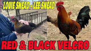 Beautiful Red and Black Birds Velcro Snead Farm Alabama | Farm Visit