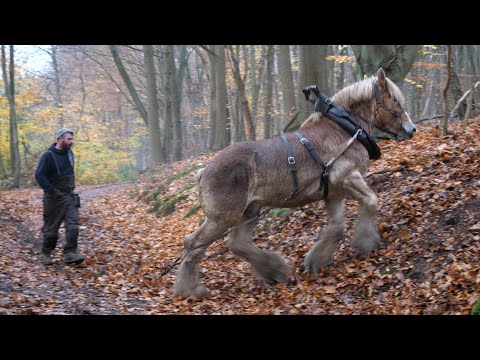 Horse logging in a splendid but difficult forest