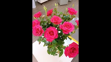 Cách cắm hoa để tươi lâu - Hoa tươi Hà Nội 1998