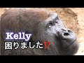 Gorilla 🦍 Kelly protects wife N’djia 💕🧡　ゴリラ　妻のインジアを守る夫ケリーくん🌸💛💕