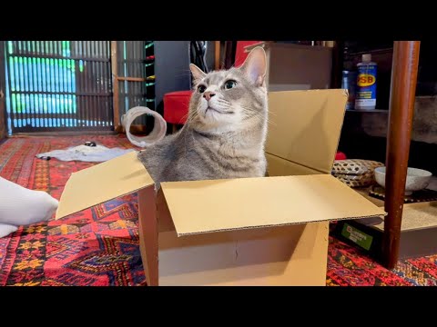 ねこちゃんさま専用 楽天市場】【6月末で販売終了します】【最終割引】【SALE 60%OFF