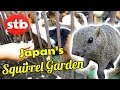 Wild Squirrel & Guinea Pig Feeding Frenzy in Machida, Japan // Squirrels & Guinea Pigs Eating