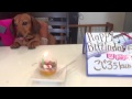 犬ケーキ,わんちゃん  誕生日記念 動画 ７月２２日 こじろうくん5才ﾄﾞｯｸﾞｶﾌｪ帝塚山WANBANAﾜﾝﾊﾞﾅ大阪