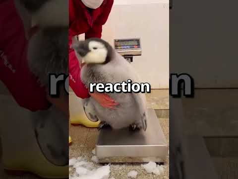 Video: Možete li zagrliti pingvina?
