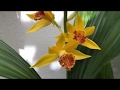 Обзор моей коллекции орхидей Апрель 2020( 1 часть)