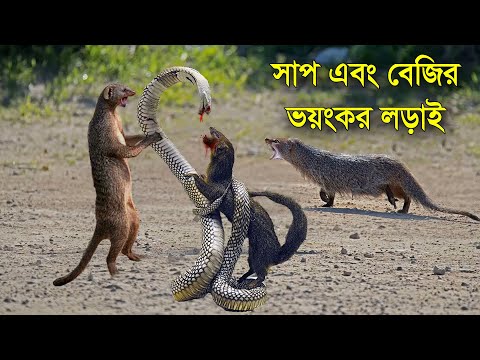 ভিডিও: জঙ্গলে কেন সাফ হয়?