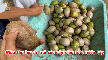 Mùa thu hoạch trái cóc cầy siêu to ở miền tây
