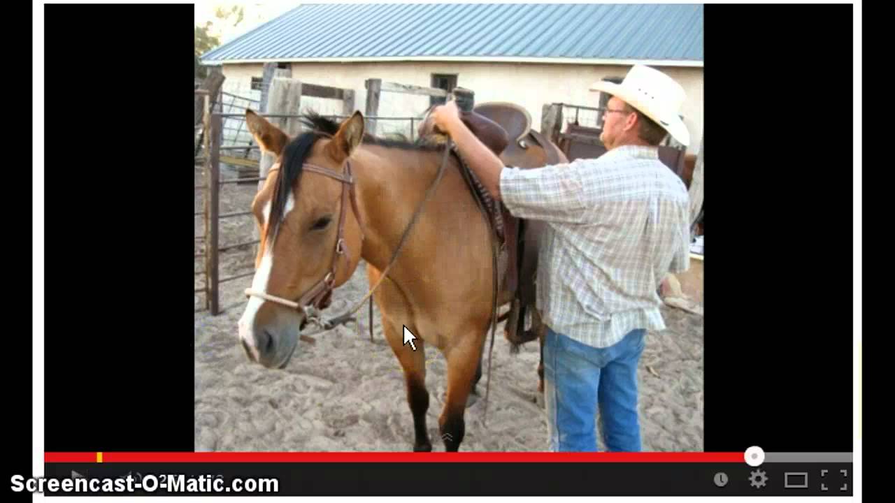 great dun horse for sale, gentle YouTube