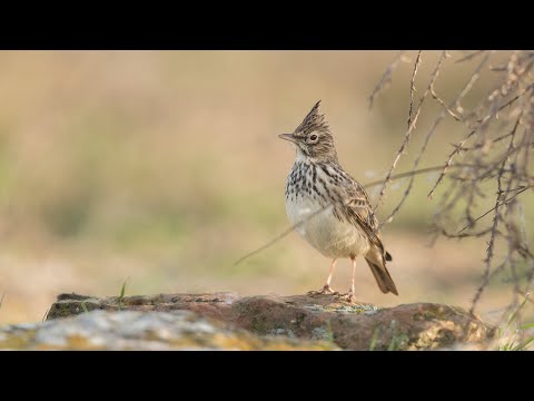 Vídeo: Crested Lark: foto i descripció