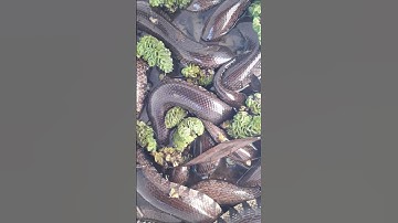 CS PHÁT LỘC rắn ri voi GIỐNG hậu bị tháng.5.6ÂL đẻ Lh 0812 755 977..20/3/2023