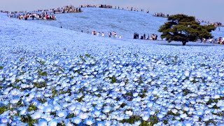 Japan travel walk | Hitachi seaside park at spring | Japan Walk