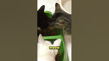 Cats Don’t Meow to Each Other in the Wild 😮 | The Secret of Meows #videoviral #viralvideo #shorts