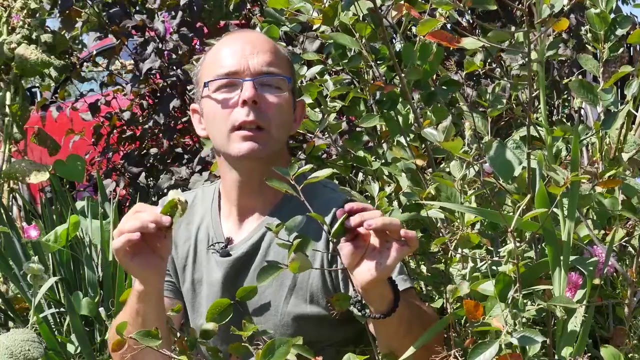 Svet baštovanstva ep. 130 25.09.2020. Aronija, šljiva, koštice šljive