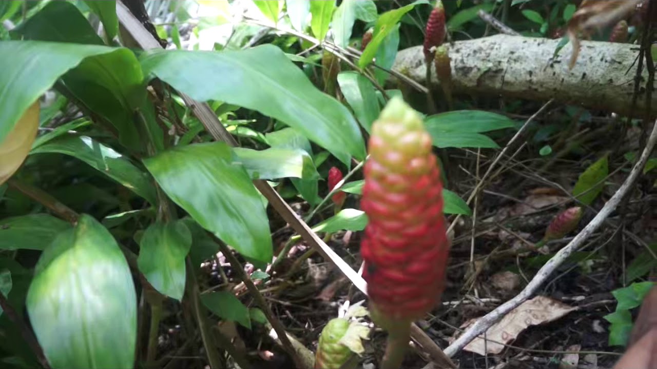 the shampoo ginger plant at my farm in Puerto Rico vlog YouTube