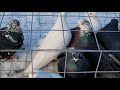 Сельские голуби. 30 01 2022 года 2 часть птичий рынок г Кропоткин ярмарка голубей декоративных птиц.