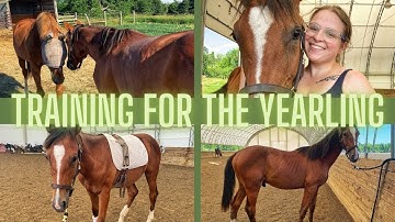 TRAINING IDEAS FOR THE YEARLING HORSE: Building Confidence and Partnership // Kaitehh Equestrian