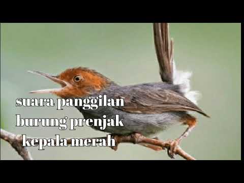 suara panggilan burung prenjak kepala merah yang susah turun coba ini di jamin langsung turun