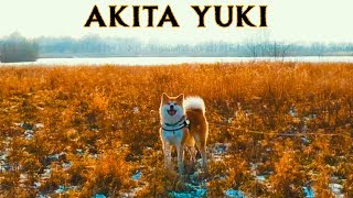 AKITA INU - A Dog Named Yuki | Official Trailer (2019) | 秋田犬