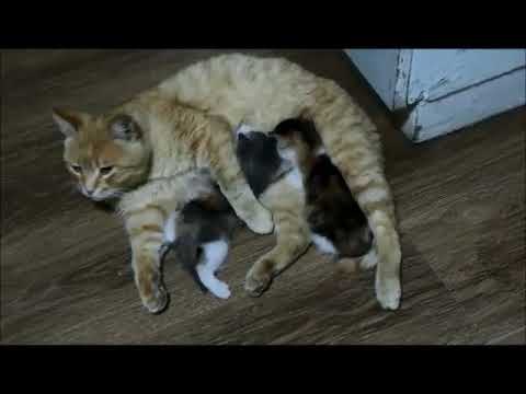 ვიდეო: ობოლი კნუტები ბოთლით