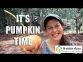 Cherokee Tan (Seminole) Pumpkin replanting and harvest