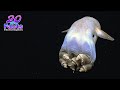Dumbo Octopus a cute unbelievable creature in the sea