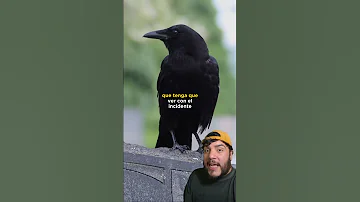 Crow Funeral Shorts Short Animalfun 