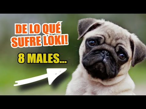 🐶 8 PROBLEMAS