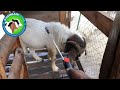 External parasites in goats | How to manage