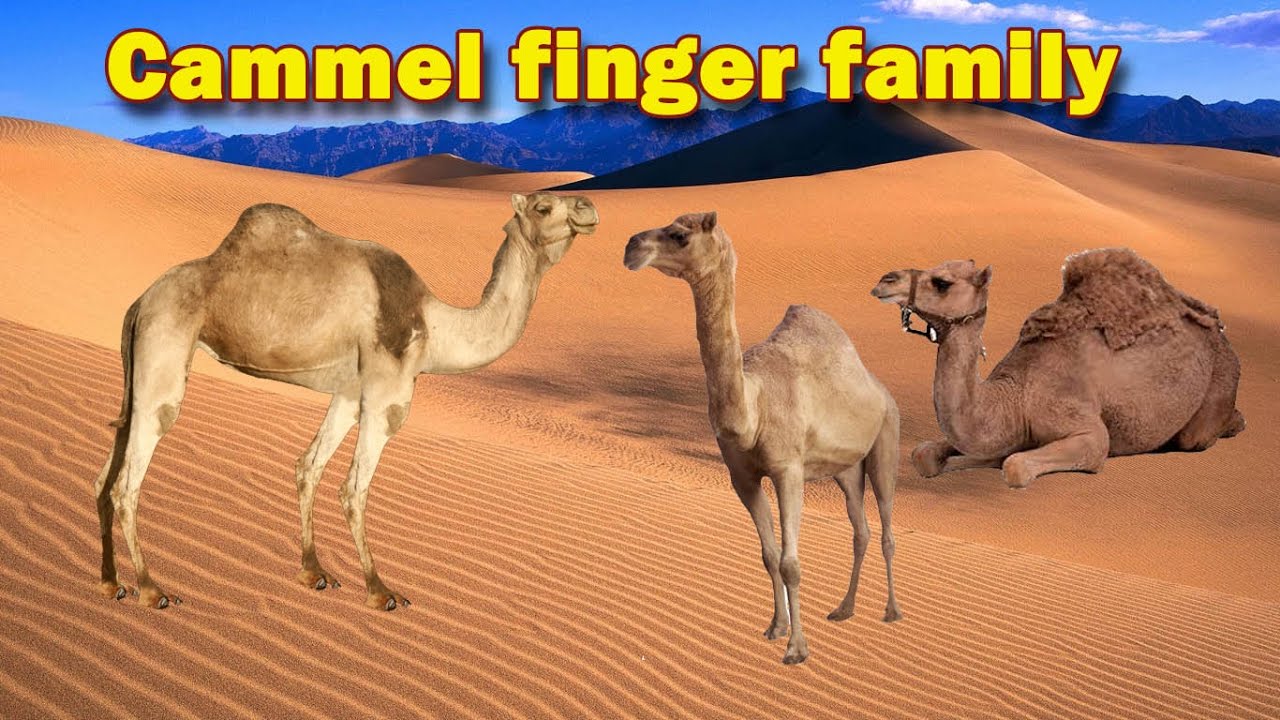 Finger Family Camel Finger Family Nursery rhyme for kids