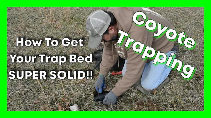 Coyote Trapping: How To Bed A Trap SOLID!