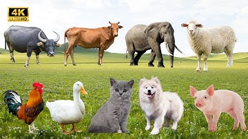 🔥 Âm Thanh Động Vật Quen Thuộc – Khi Vịt, Bò, Chó, Trâu, Gà, Heo, Cừu, Mèo Cất Tiếng! 🎶