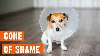 Funny Dog Cone Of Shame Compilation by I Love My Dog 6,719 views 5 years ago 5 minutes, 48 seconds