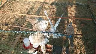 Burung puter putih dan coklat bertarung berebut kekuasaan